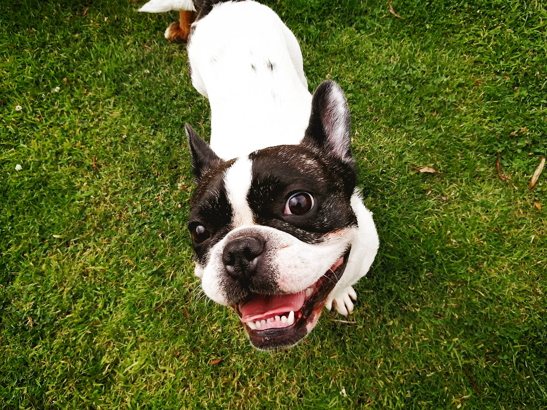 Neptune Et Galaxie participe au concours pour gagner de l'argent avec cette photo : boston_terrier, bulldog, canidae, carnivore, companion_dog, dog, dog_breed, dog_collar, fawn, french_bulldog, grass, groundcover, plant, snout, sporting_group, terrestrial_animal, toy_dog, whiskers, working_animal, working_dog