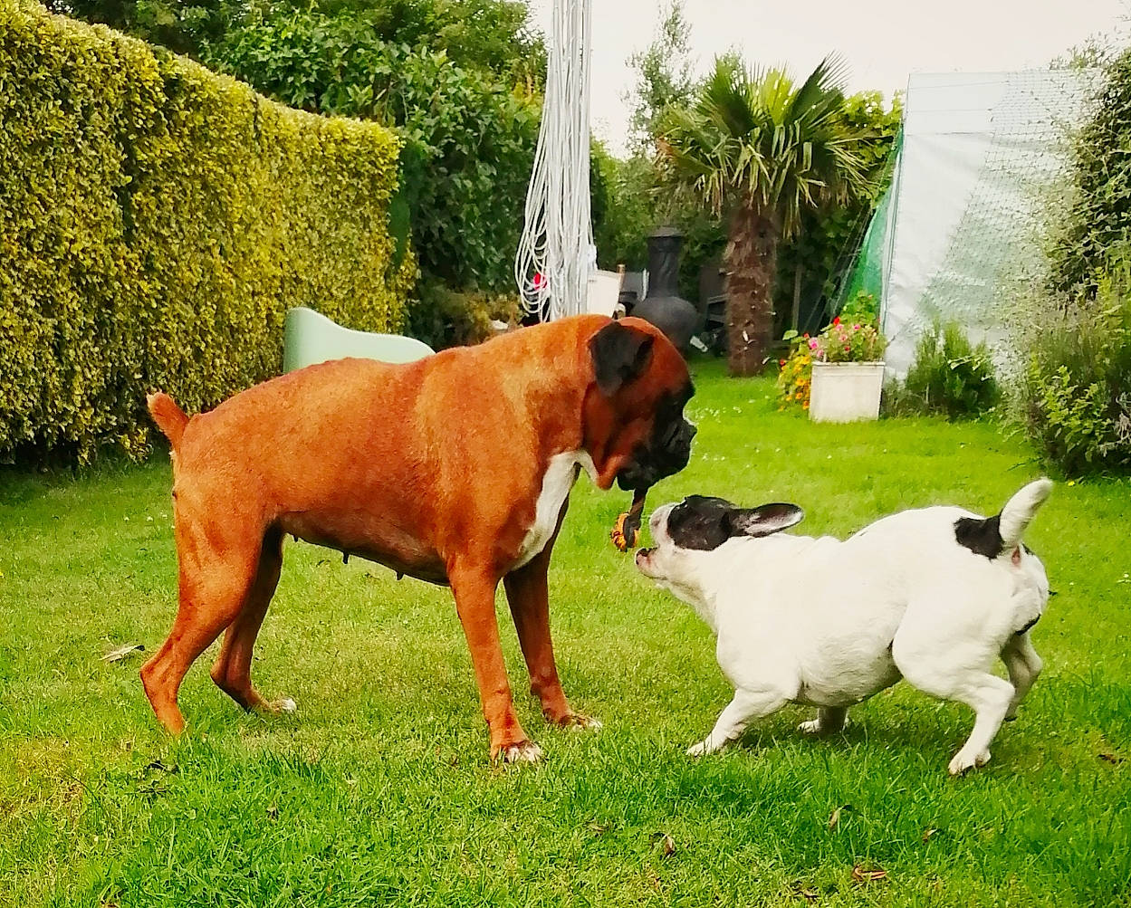 Neptune Et Galaxie a rejoint le concours — aidez-le/la à gagner de superbes lots ! boxer, canidae, carnivore, collar, companion_dog, dog, dog_breed, fawn, grass, guard_dog, gun_dog, lawn, palm_tree, plant, snout, sporting_group, tail, tree, working_animal, working_dog