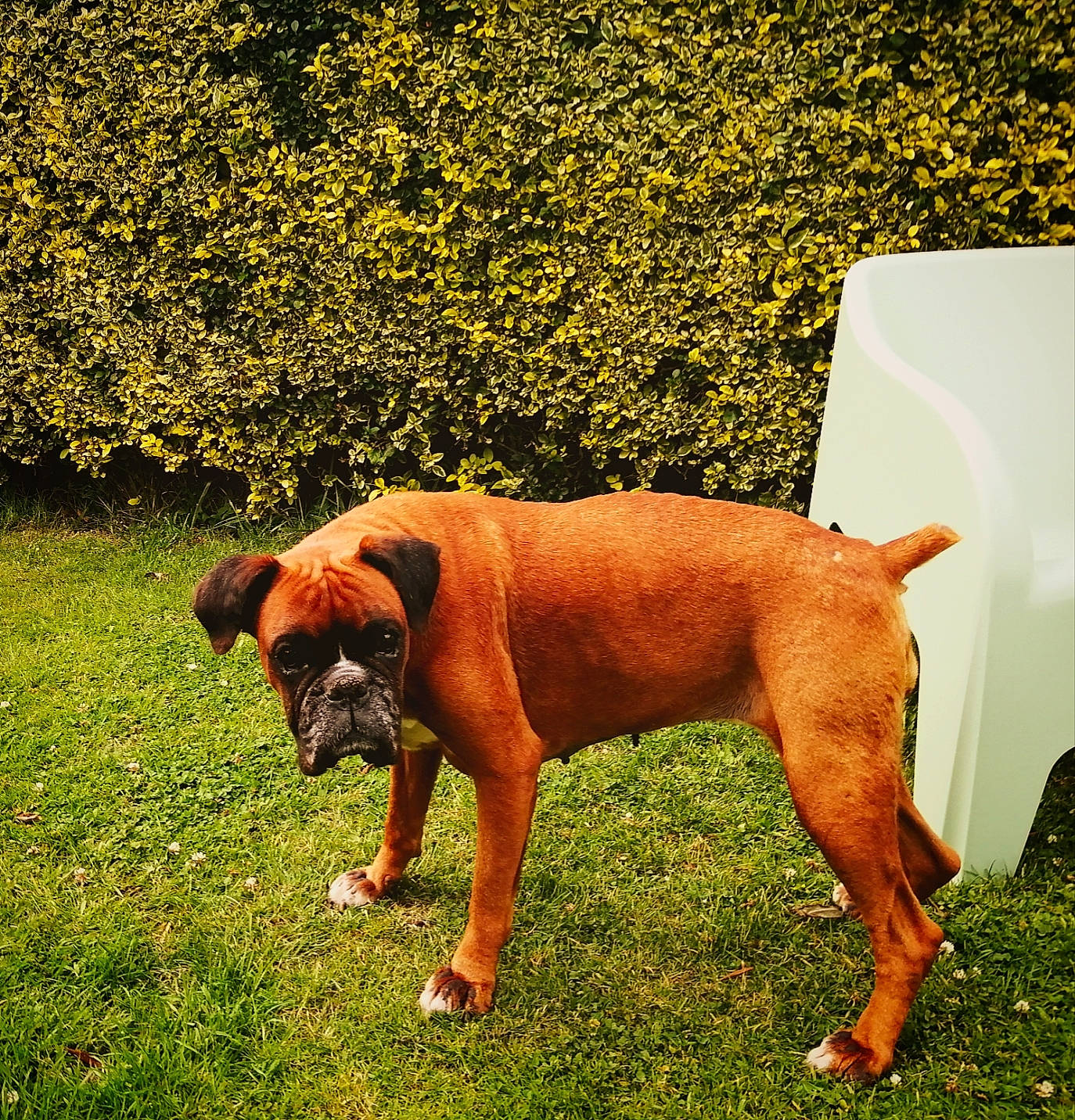 Neptune Et Galaxie participe au concours pour gagner de l'argent avec cette photo : boxer, canidae, carnivore, companion_dog, dog, dog_breed, dog_collar, fawn, grass, grassland, guard_dog, liver, molosser, plant, snout, sporting_group, tail, terrestrial_animal, working_animal, working_dog