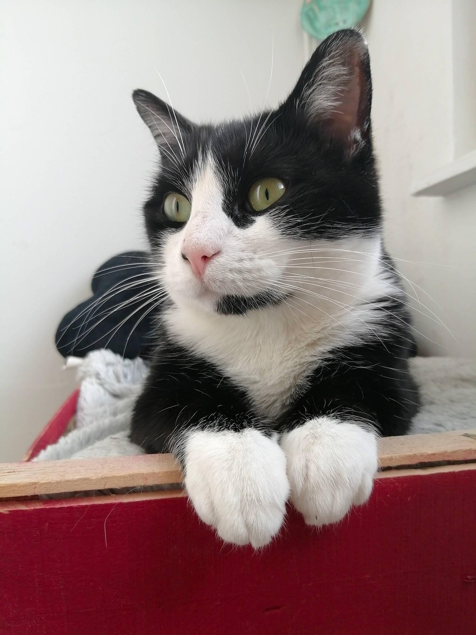 Shiny a rejoint le concours — aidez-le/la à gagner de superbes lots ! box, carnivore, cat, domestic_short_haired_cat, felidae, flooring, fur, grey, paw, sitting, small_to_medium_sized_cats, snout, tail, whiskers, window