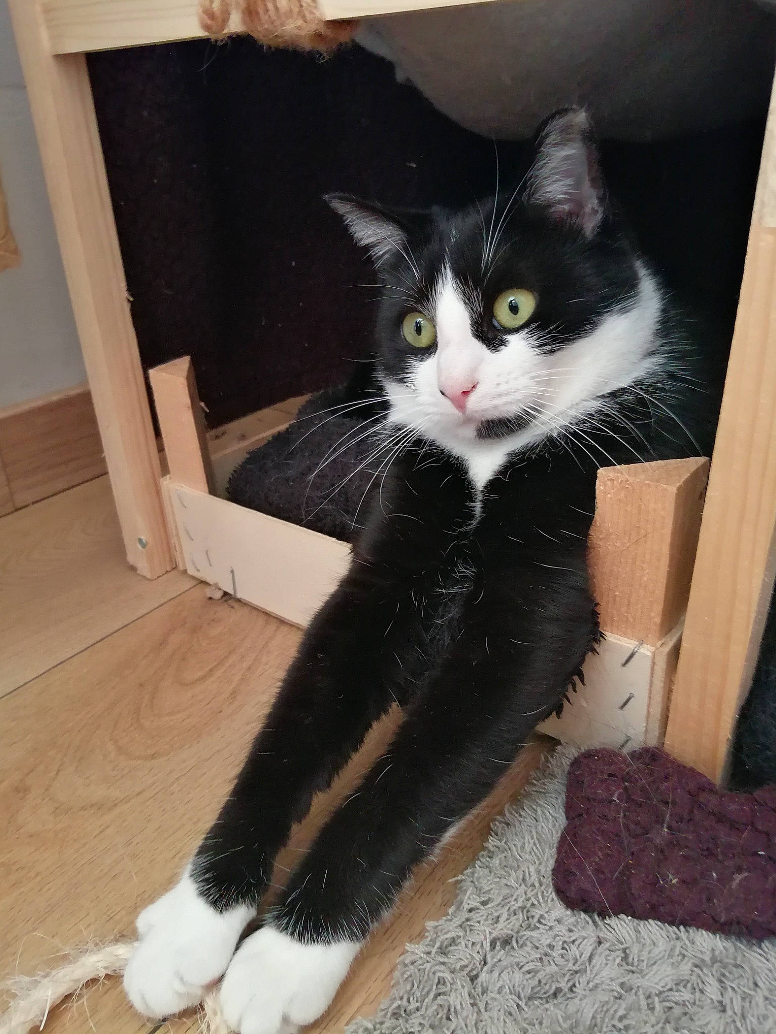 Shiny participe au concours pour gagner de l'argent avec cette photo : black_cat, box, cardboard, carnivore, cat, domestic_short_haired_cat, felidae, flooring, formal_wear, fur, hardwood, paw, sitting, small_to_medium_sized_cats, snout, stairs, tail, whiskers, window, wood