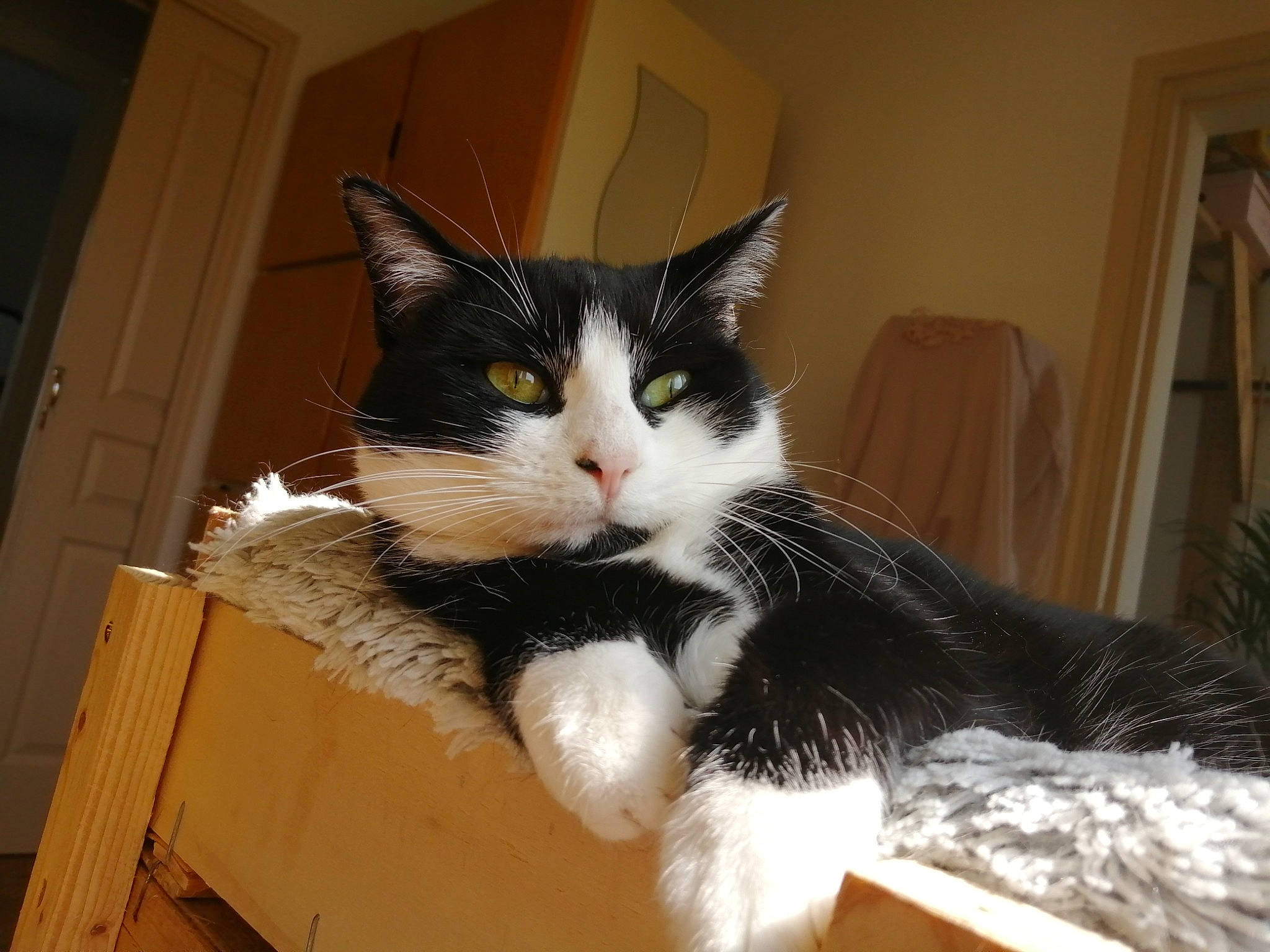 Shiny participe au concours pour gagner de l'argent avec cette photo : box, cardboard, carnivore, carton, cat, comfort, domestic_short_haired_cat, door, felidae, fur, packaging_and_labeling, paw, shipping_box, sitting, small_to_medium_sized_cats, snout, tail, whiskers, window, wood