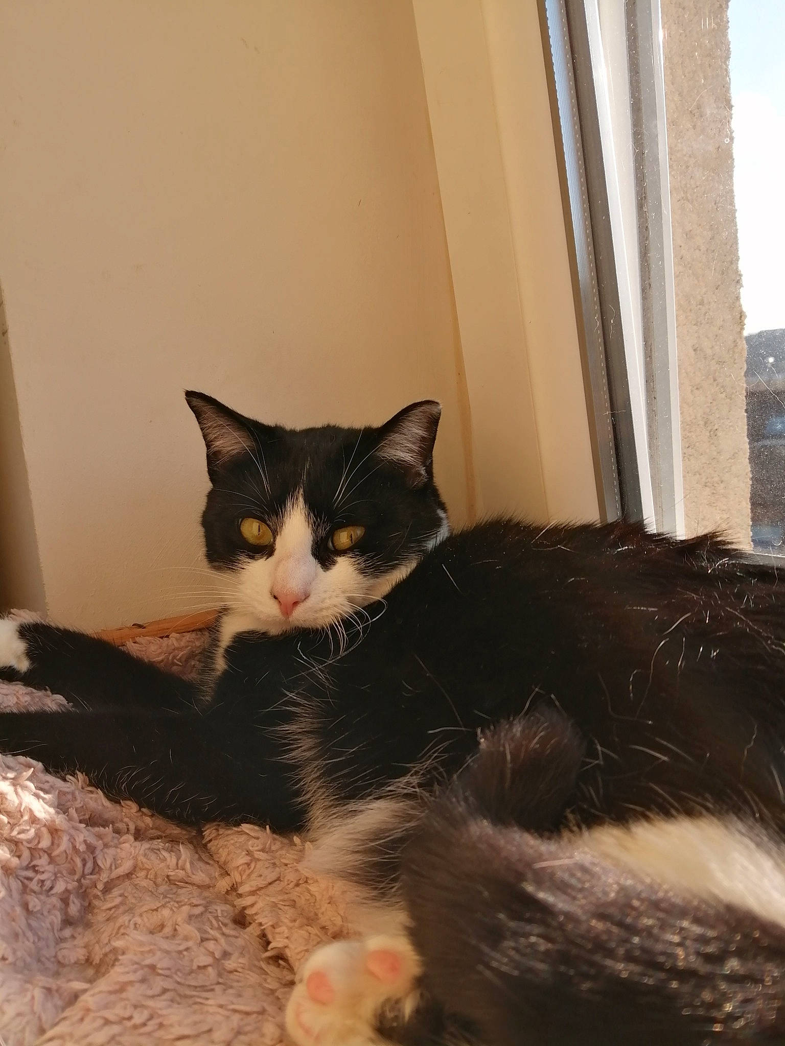 Shiny participe au concours pour gagner de l'argent avec cette photo : black_cat, carnivore, cat, claw, comfort, domestic_short_haired_cat, eye, felidae, flooring, fur, paw, sitting, small_to_medium_sized_cats, snout, tail, tree, whiskers, window, wood