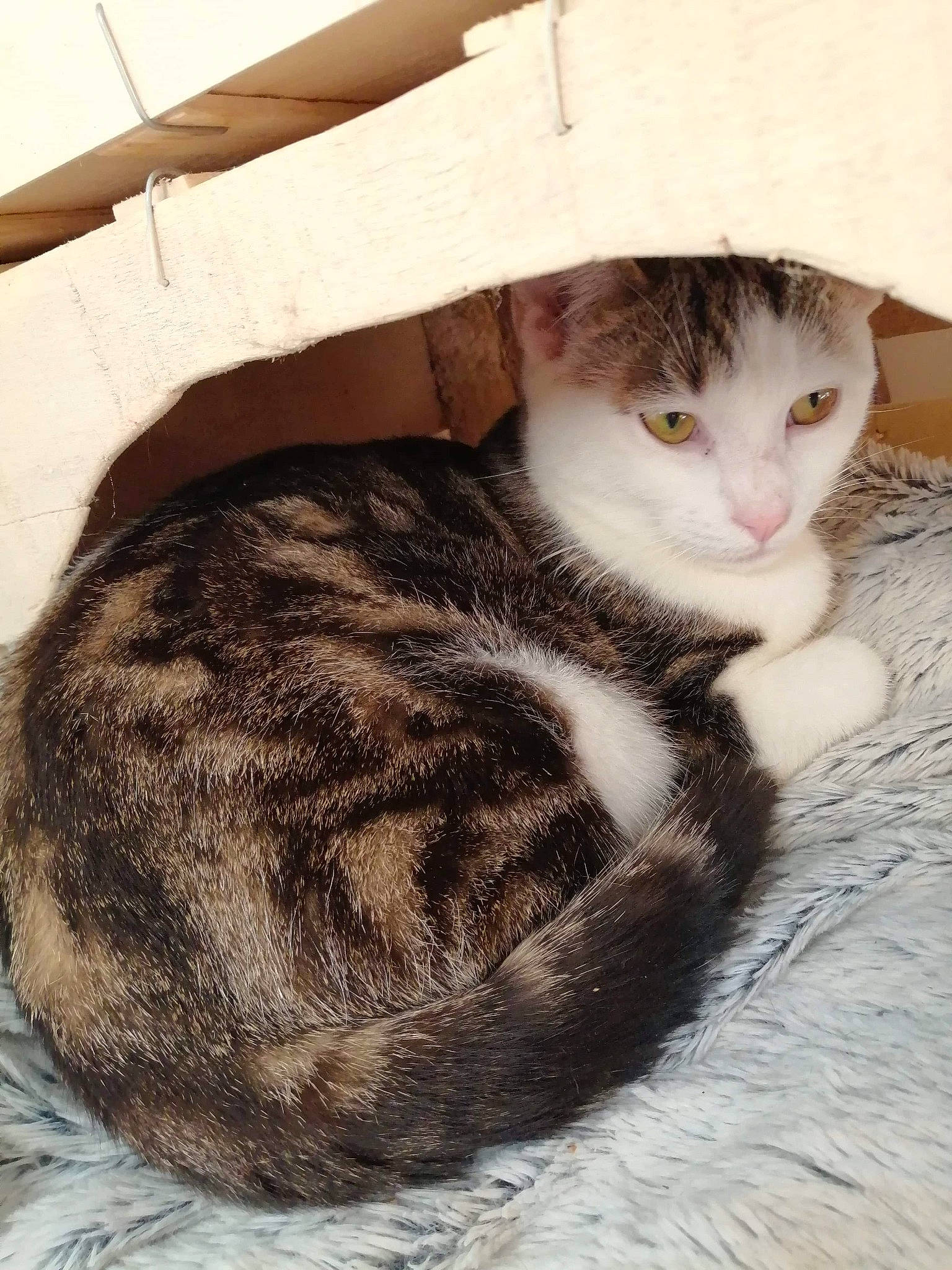 Shiny participe au concours pour gagner de l'argent avec cette photo : carnivore, cat, comfort, domestic_short_haired_cat, fawn, felidae, fur, paw, sitting, small_to_medium_sized_cats, snout, tail, terrestrial_animal, whiskers