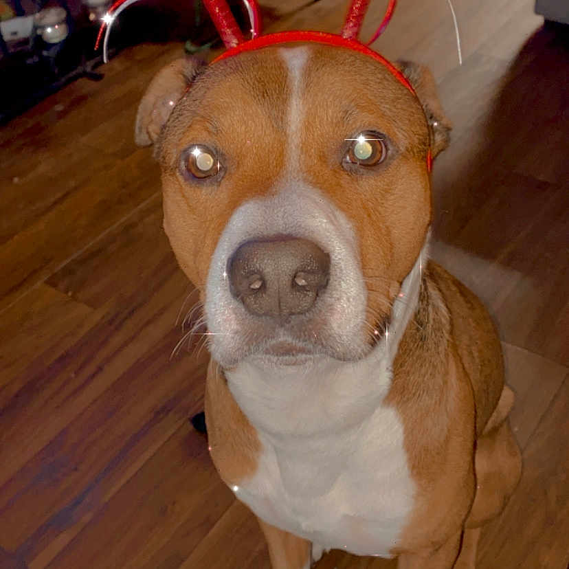 Bailey joined the competition — help win amazing prizes! adorable, animal, brown_fur, closeup, cute, decorations, dog, ears, furry, headband, hearts, indoor, looking_at_camera, nosed, paws, pet, playful, sitting, white_chest, wooden_floor