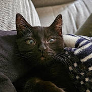 Lunita is registered to the contest to win money with this photo: cat, black_cat, pet, animal, whiskers, close_up, feline, cozy, blanket, indoor, fur, relaxed, cute, portrait, face, ears, eyes, resting, soft_fabric, comfort