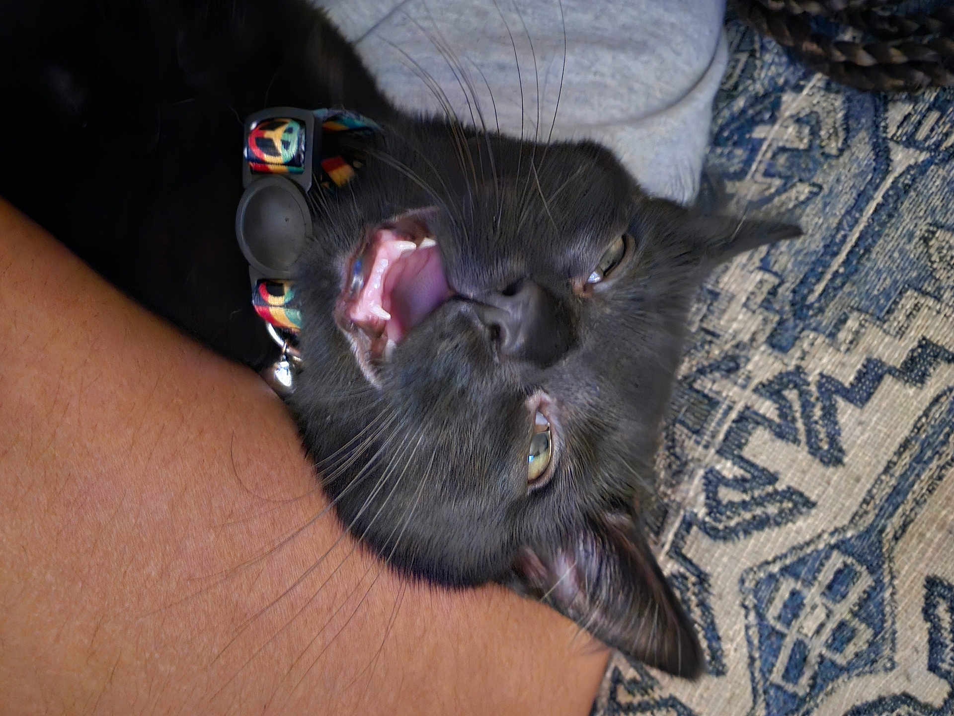Lunita is registered to the contest to win money with this photo: black_cat, cat, pet, animal, whiskers, collar, peace_sign, arm, skin, feline, yawning, meowing, closeup, texture, pattern, fabric, indoor, resting, cute, domestic_animal