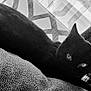 Lunita joined the competition — help win amazing prizes! animal, black_and_white, black_cat, cat, cozy, curtains, eyes, feline, fur, home, indoor, looking, monochrome, pattern, pet, relaxing, resting, soft, texture, window