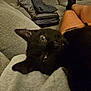 Lunita joined the competition — help win amazing prizes! black_cat, cat, pet, animal, indoor, couch, legs, person, home, cozy, furniture, relaxation, close_up, fur, eyes, pillow, textile, comfort, resting, casual