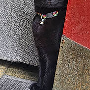 Lunita is registered to the contest to win money with this photo: animal, bell, black_cat, cat, close_up, collar, curious, door, ears, feline, floor_mat, fur, home, indoor, peeking, pet, red_door, texture, whiskers, yellow_eyes