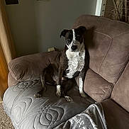 Zoey is registered to the contest to win money with this photo: animal, black_and_white, blanket, brown, carpet, comfort, couch, cozy, dog, domestic, furniture, gray, home, indoor, living_room, pet, quilted, relaxed, resting, seated