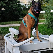 Mylo participe au concours pour gagner de l'argent avec cette photo : animal, apartment, belgian_malinois, blue_sky, building, canine, daylight, dog, exercise_equipment, grass, greenery, happy, harness, nature, outdoor, park, pet, recreation, sitting, trees