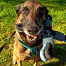 Mylo a rejoint le concours — aidez-le/la à gagner de superbes lots ! animal, black_fur, brown_fur, canine, close_up, daylight, dog, grass, grass_field, ground, happy, leash, nature, outdoor, pet, playful, rope_toy, smiling, sunlight, toy