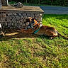 Mylo a rejoint le concours — aidez-le/la à gagner de superbes lots ! animal, bench, daytime, dog, grass, greenery, harness, leisure, nature, outdoor, person, pet, playful, resting, road, rocks, shade, side_view, sunlight, toy