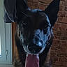 Mylo a rejoint le concours — aidez-le/la à gagner de superbes lots ! animal, brick_wall, canine, close_up, companion, dog, domestic_animal, ears, face, fur, german_shepherd, happy, indoor, muzzle, natural_light, pet, portrait, tongue, tongue_out, window