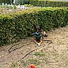Mylo participe au concours pour gagner de l'argent avec cette photo : animal, ball, brown_dog, canine, daylight, dog, fence, garden, grass, greenery, hedge, leash, nature, outdoor, parked_car, pet, play, resting, rope_toy, toy
