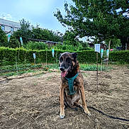 Mylo a rejoint le concours — aidez-le/la à gagner de superbes lots ! animal, bush, canine, daytime, dirt, dog, friendly, garden, greenery, harness, leash, nature, outdoor, panting, pet, plant, sitting, sky, summer, tree