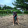 animal, bush, canine, daytime, dirt, dog, friendly, garden, greenery, harness, leash, nature, outdoor, panting, pet, plant, sitting, sky, summer, tree