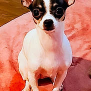 Cherish Leann is registered to the contest to win money with this photo: dog, chihuahua, small_dog, pet, animal, sitting, indoor, blanket, pink_blanket, ears, eyes, curious, attentive, wooden_floor, wall, portrait, cute, companion, domestic_animal, fur