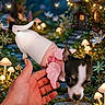 Cherish Leann is registered to the contest to win money with this photo: adorable, animal, cute, dog, enchanted, fairy_lights, fantasy, flowers, forest, glowing, hand, magical, mushrooms, nature, outdoor, pet, pink_wings, puppy, small_dog, whimsical