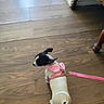animal, black_and_white, cute, dog, domestic_animal, ears, floor, fur, furniture_leg, home, indoor, leash, looking_back, pet, pink_harness, puppy, small_dog, tail, walking, wooden_floor