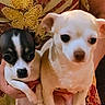 Cherish Leann is registered to the contest to win money with this photo: animal, black_and_white, chihuahua, close_up, companion, cream_colored, cute, dog, domestic_animal, ears, face, fur, hands, indoor, patterned_clothing, person_holding, pet, portrait, puppy, small_dog
