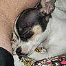 blanket, closeup, colorful, cozy, cute, dog, ear, fur, indoor, leg, nose, pattern, paw, peaceful, person, puppy, resting, skin, sleeping, texture