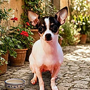 Cherish Leann is registered to the contest to win money with this photo: alert, animal, chihuahua, closeup, cobblestone, companion, curious, cute, dog, flowers, garden, greenery, nature, outdoor, pet, portrait, potted_plants, small_dog, sunlight, water_bowl