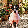 alert, animal, chihuahua, closeup, cobblestone, companion, curious, cute, dog, flowers, garden, greenery, nature, outdoor, pet, portrait, potted_plants, small_dog, sunlight, water_bowl