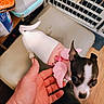 animal, black, cage, clothing, cushioned_chair, cute, dog, domestic, fur, hand, holding, indoor, person, pet, pink_outfit, puppy, small_dog, white, wings, wood_floor