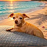 beach, cushion, dog, ocean, outdoor, palm_tree, photograph, portrait, relaxing, sand, seashells, shoreline, small_dog, starfish, sunlight, sunset, tan_fur, tropical, vacation, waves