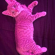 Stormy is registered to the contest to win money with this photo: kitten, cat, feline, pet, animal, fur, striped, pink_light, lying_down, cute, whiskers, ears, paw, young, indoor, closeup, looking_up, tabby, sleepy, cozy