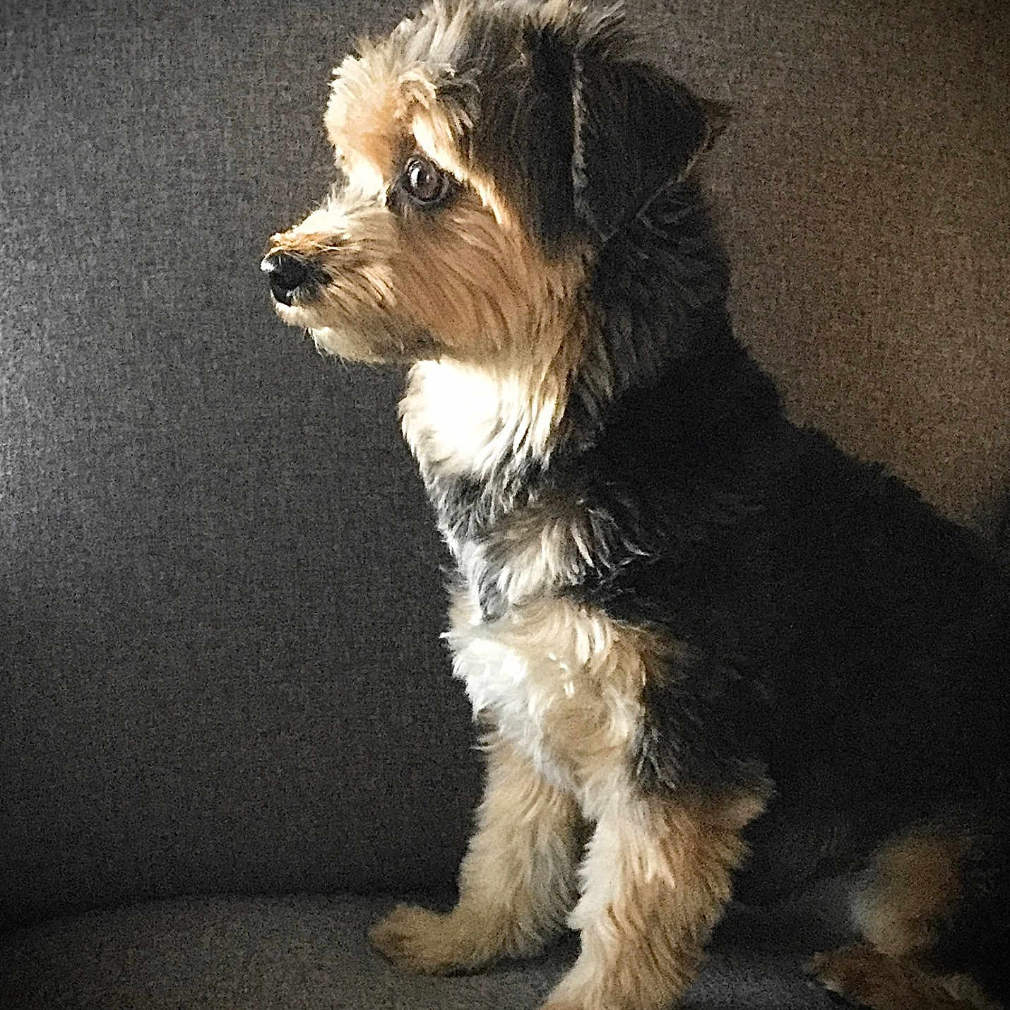 Sallieann is registered to the contest to win money with this photo: canidae, carnivore, companion_dog, dog, dog_breed, font, fur, liver, photo_caption, puppy, rectangle, screenshot, small_terrier, snout, sporting_group, terrier, toy_dog, water_dog, working_animal, yorkipoo