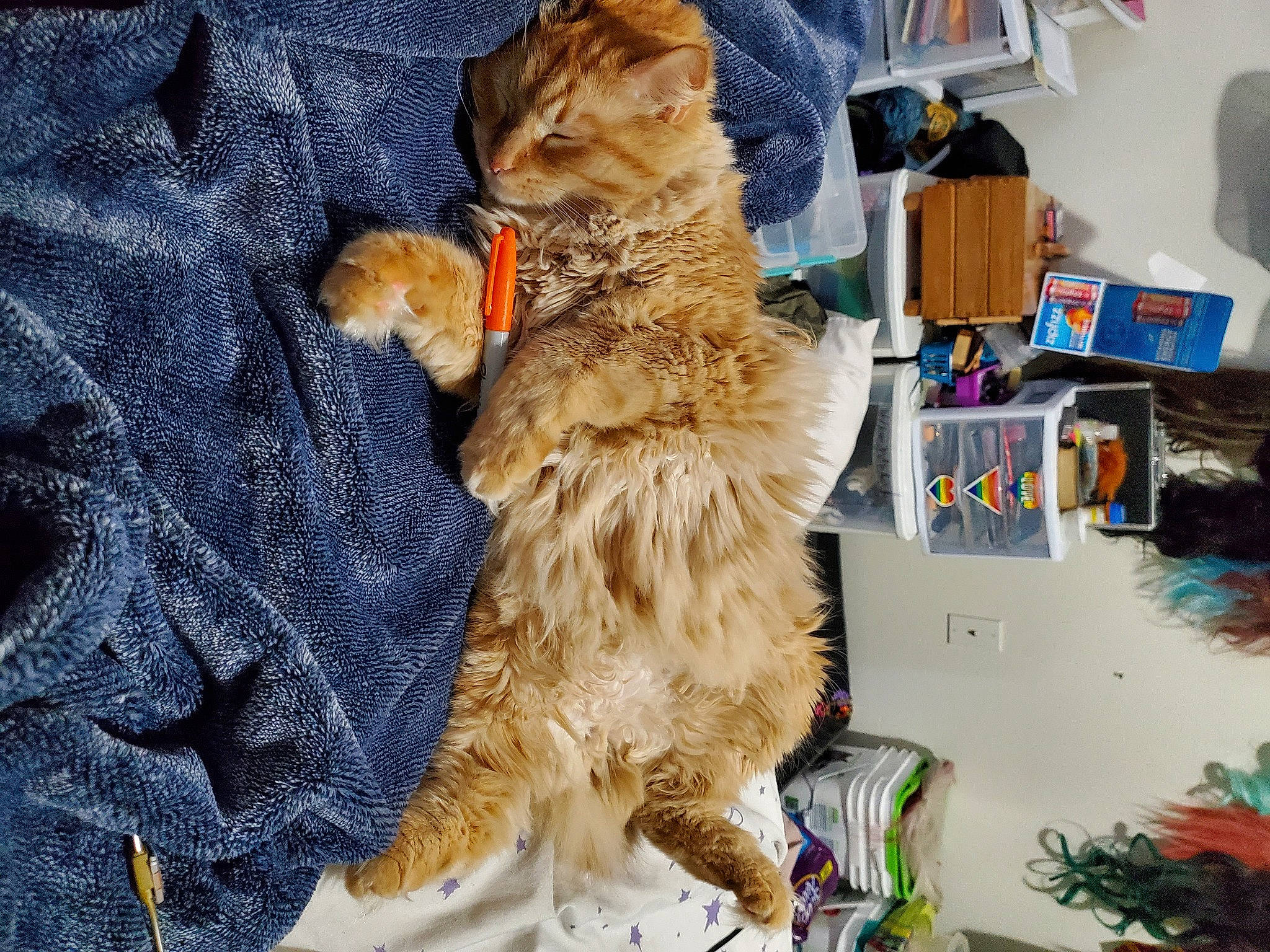 Pennywise is registered to the contest to win money with this photo: bag, box, canidae, carnivore, cat, comfort, companion_dog, domestic_short_haired_cat, fawn, felidae, fur, lap, luggage_and_bags, plant, shelf, sitting, small_to_medium_sized_cats, sporting_group, tail, whiskers