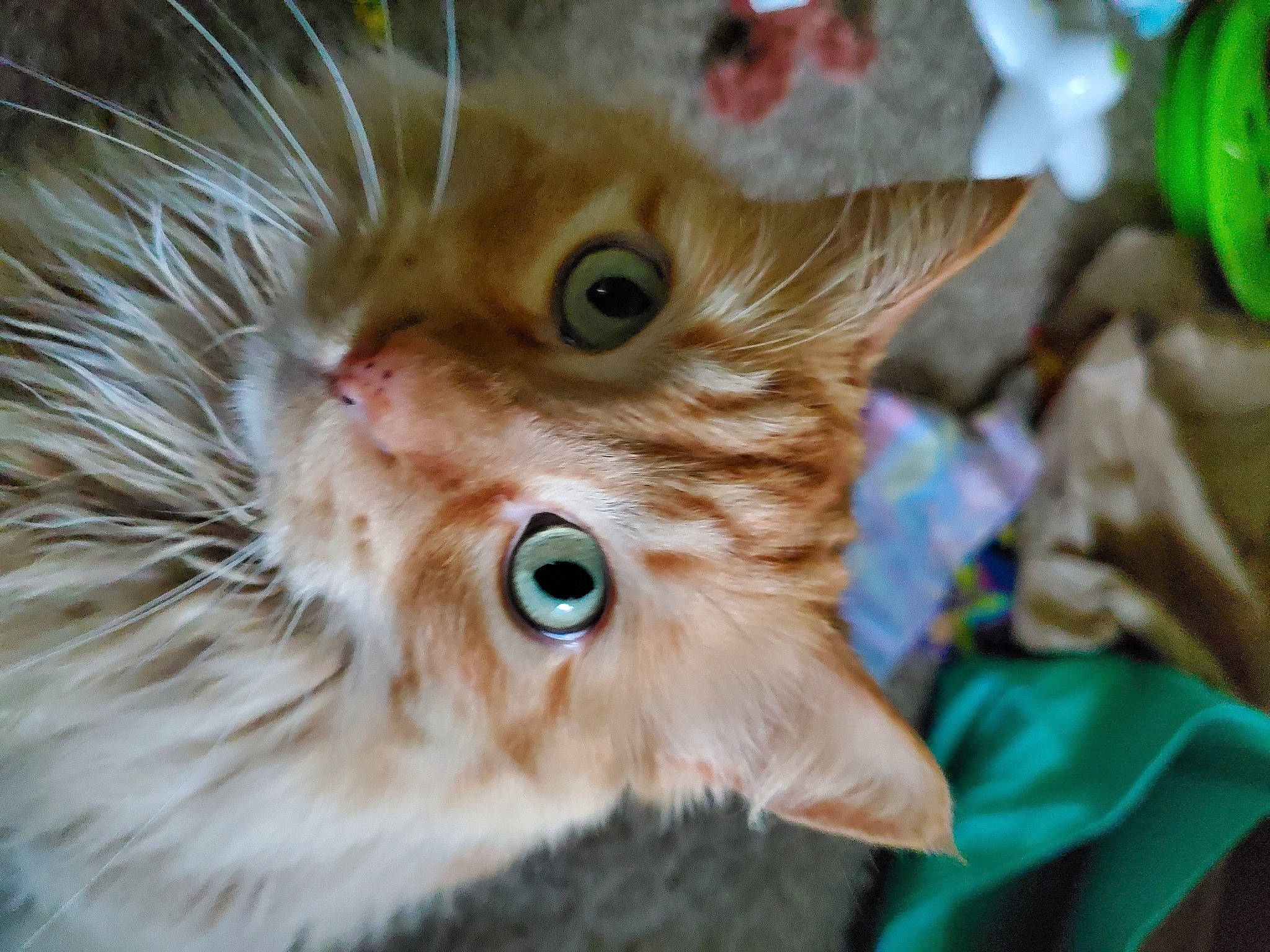 Pennywise joined the competition — help win amazing prizes! carnivore, cat, close_up, domestic_short_haired_cat, electric_blue, fawn, felidae, fur, plant, small_to_medium_sized_cats, snout, whiskers