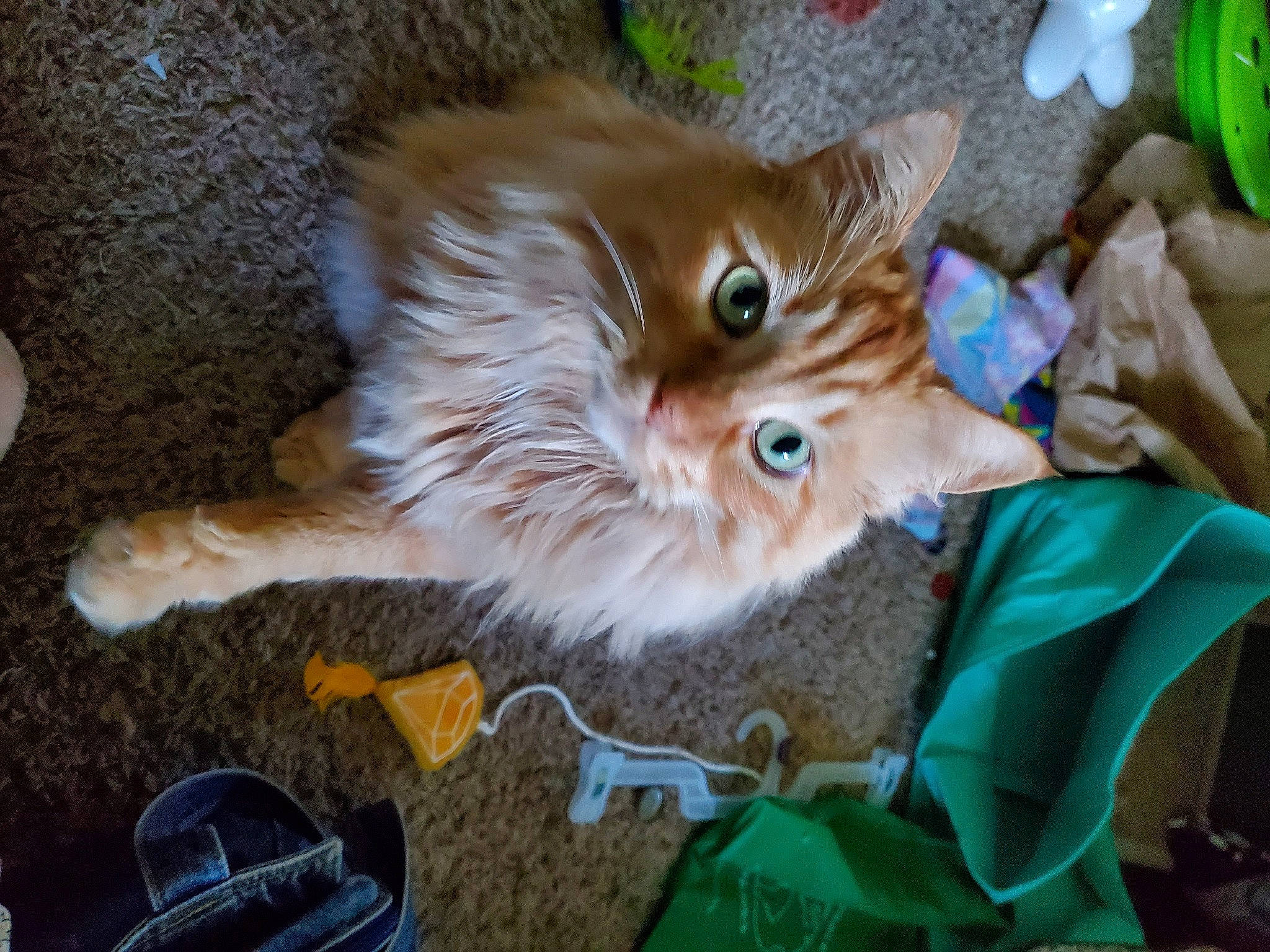 Pennywise is registered to the contest to win money with this photo: canidae, carnivore, cat, claw, companion_dog, dog_breed, domestic_short_haired_cat, fawn, felidae, fur, paw, small_to_medium_sized_cats, tail, terrestrial_animal, whiskers