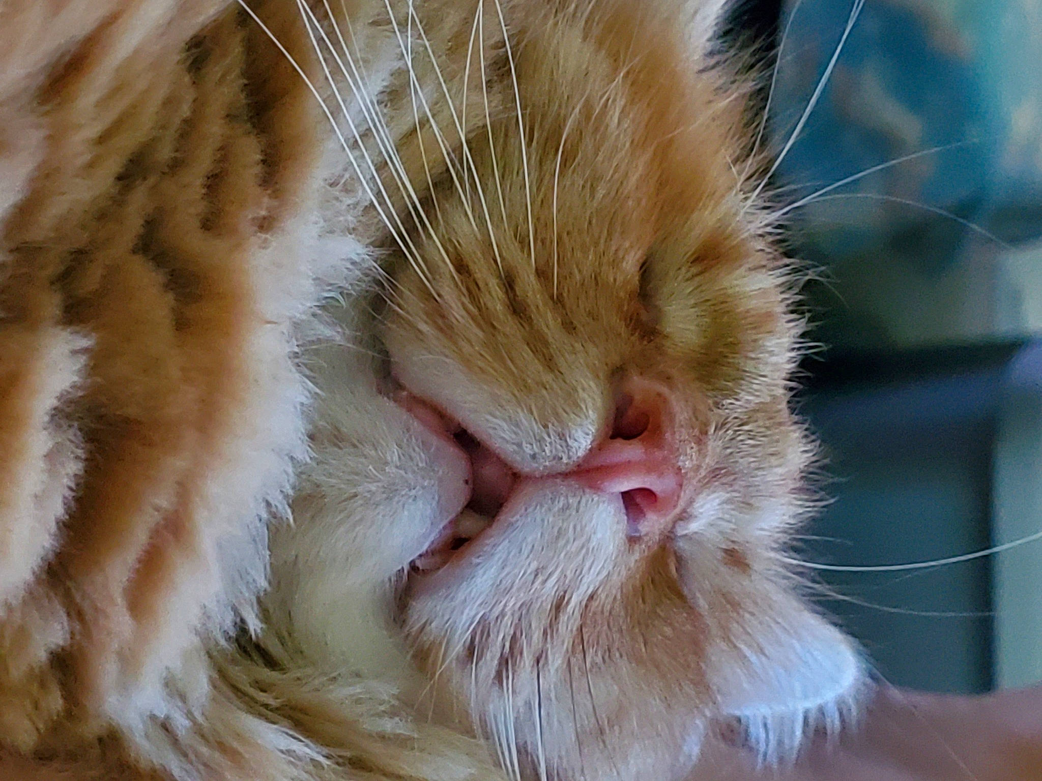 Tiberius is registered to the contest to win money with this photo: carnivore, cat, claw, comfort, domestic_short_haired_cat, eye, fawn, felidae, foot, fur, macro_photography, nap, paw, sleep, small_to_medium_sized_cats, snout, tail, terrestrial_animal, whiskers, wildlife