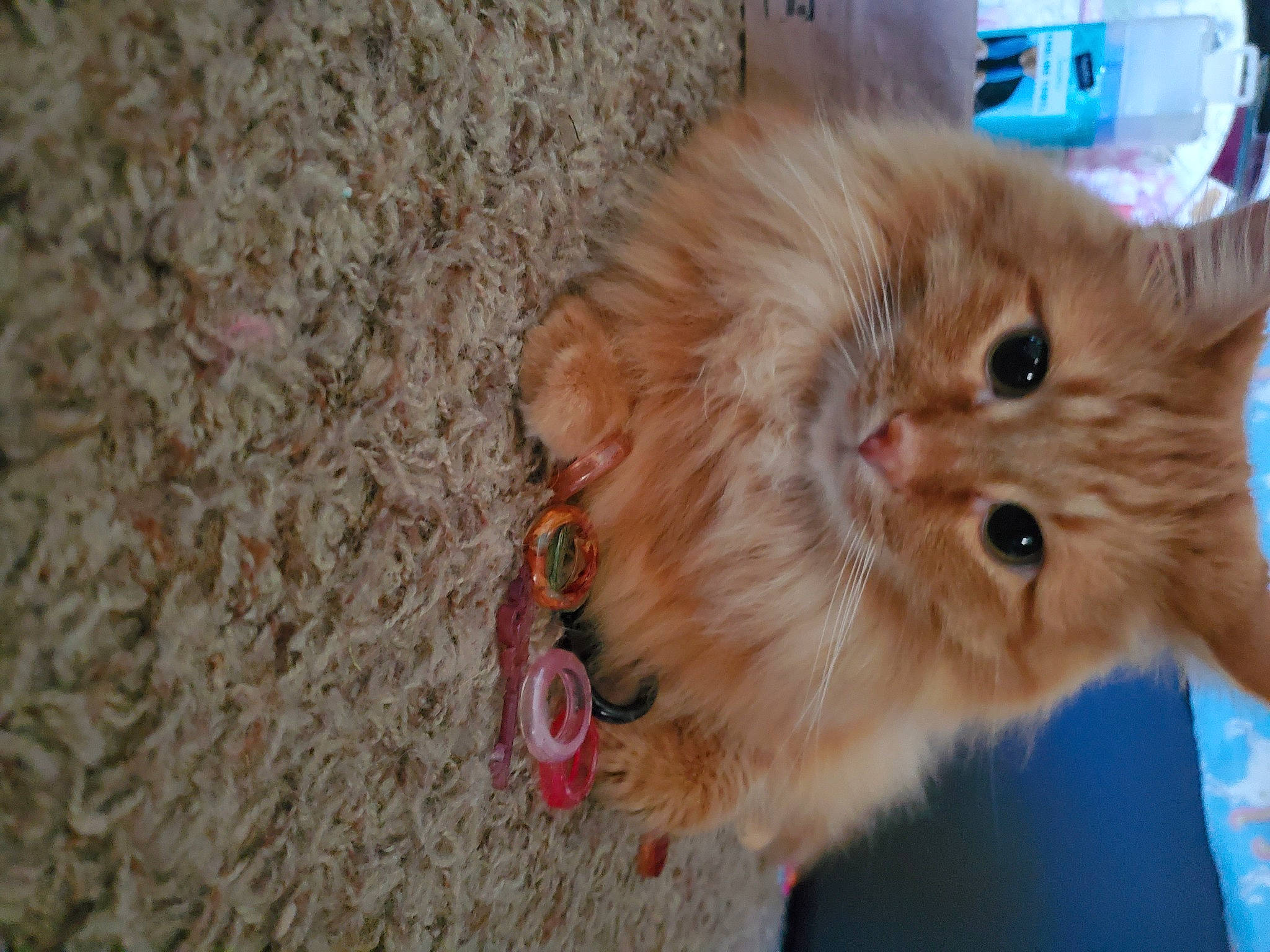 Tiberius is registered to the contest to win money with this photo: carnivore, cat, claw, domestic_short_haired_cat, fawn, felidae, flooring, fur, hardwood, paw, small_to_medium_sized_cats, snout, tail, whiskers, wood