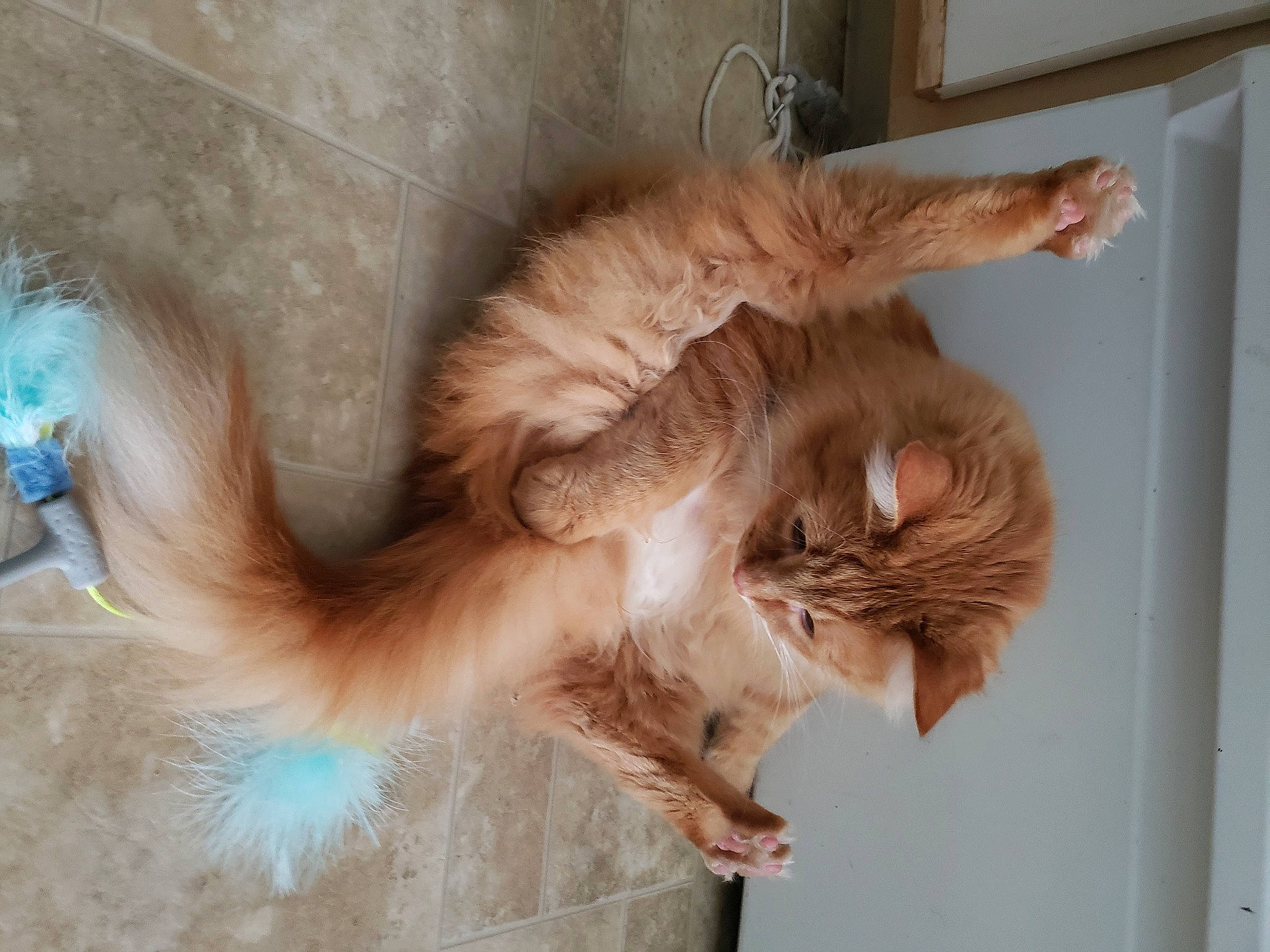 Tiberius joined the competition — help win amazing prizes! british_longhair, carnivore, cat, claw, comfort, domestic_short_haired_cat, ear, fawn, felidae, fur, gesture, paw, small_to_medium_sized_cats, snout, tail, whiskers, wood