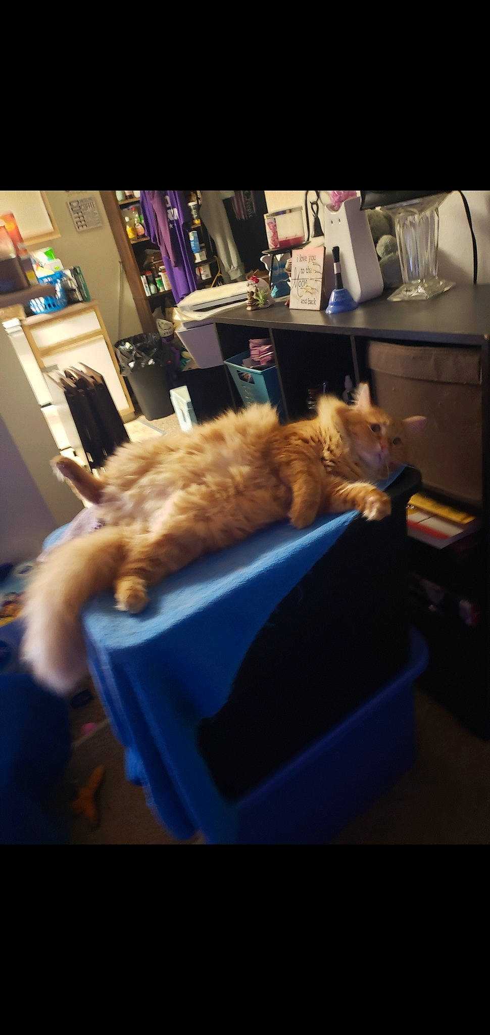 Tiberius is registered to the contest to win money with this photo: canidae, carnivore, cat, chair, comfort, companion_dog, domestic_short_haired_cat, felidae, fur, hardwood, house, room, shelf, small_to_medium_sized_cats, sporting_group, tail, whiskers, wood