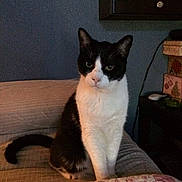 Vinny is registered to the contest to win money with this photo: cat, black_and_white, sitting, couch, indoor, pet, feline, animal, household, quilt, wall, furniture, domestic, resting, looking, ears, tail, face, whiskers, home