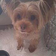 Lucy is registered to the contest to win money with this photo: animal, canine, close_up, companion, curious, cute, dog, domestic, ears, face, fluffy, furry, indoor, looking, pet, screenshot, small_dog, social_media, soft_surface, white_background