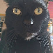 Bean joined the competition — help win amazing prizes! black_cat, close_up, cat_face, yellow_eyes, whiskers, indoor, pet, animal, feline, curious, blurry_background, close_range, portrait, domestic_cat, fur, eyes, nose, head, muzzle