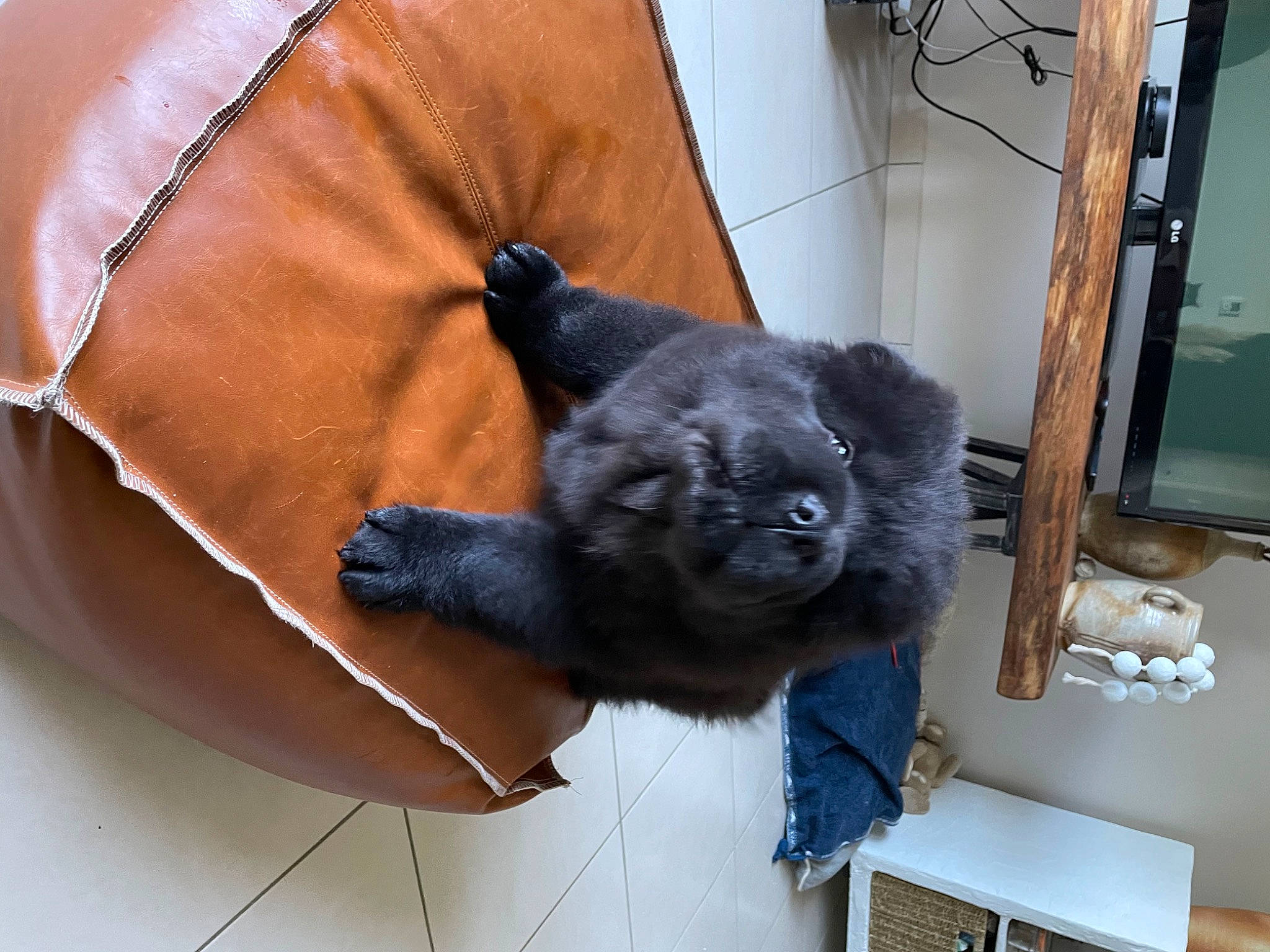 Patho participe au concours pour gagner de l'argent avec cette photo : canidae, carnivore, claw, comfort, companion_dog, couch, dog_breed, electric_blue, felidae, fur, non_sporting_group, plush, small_to_medium_sized_cats, snout, sporting_group, stuffed_toy, textile, toy, wool, working_animal