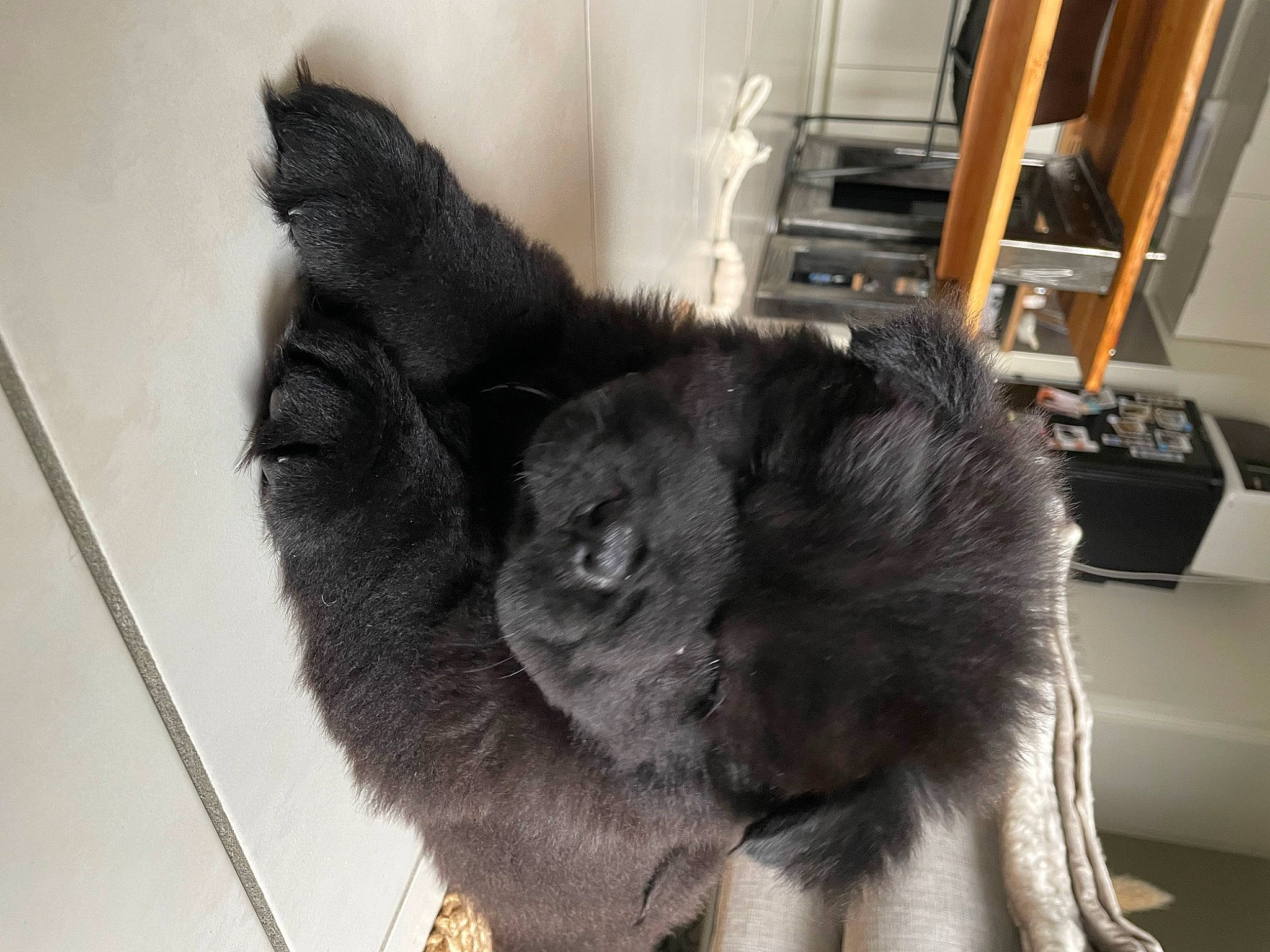 Patho a rejoint le concours — aidez-le/la à gagner de superbes lots ! animal_product, black_cat, carnivore, cat, claw, comfort, companion_dog, dog_breed, domestic_short_haired_cat, ear, felidae, flooring, fur, natural_material, paw, small_to_medium_sized_cats, snout, tail, terrestrial_animal, whiskers