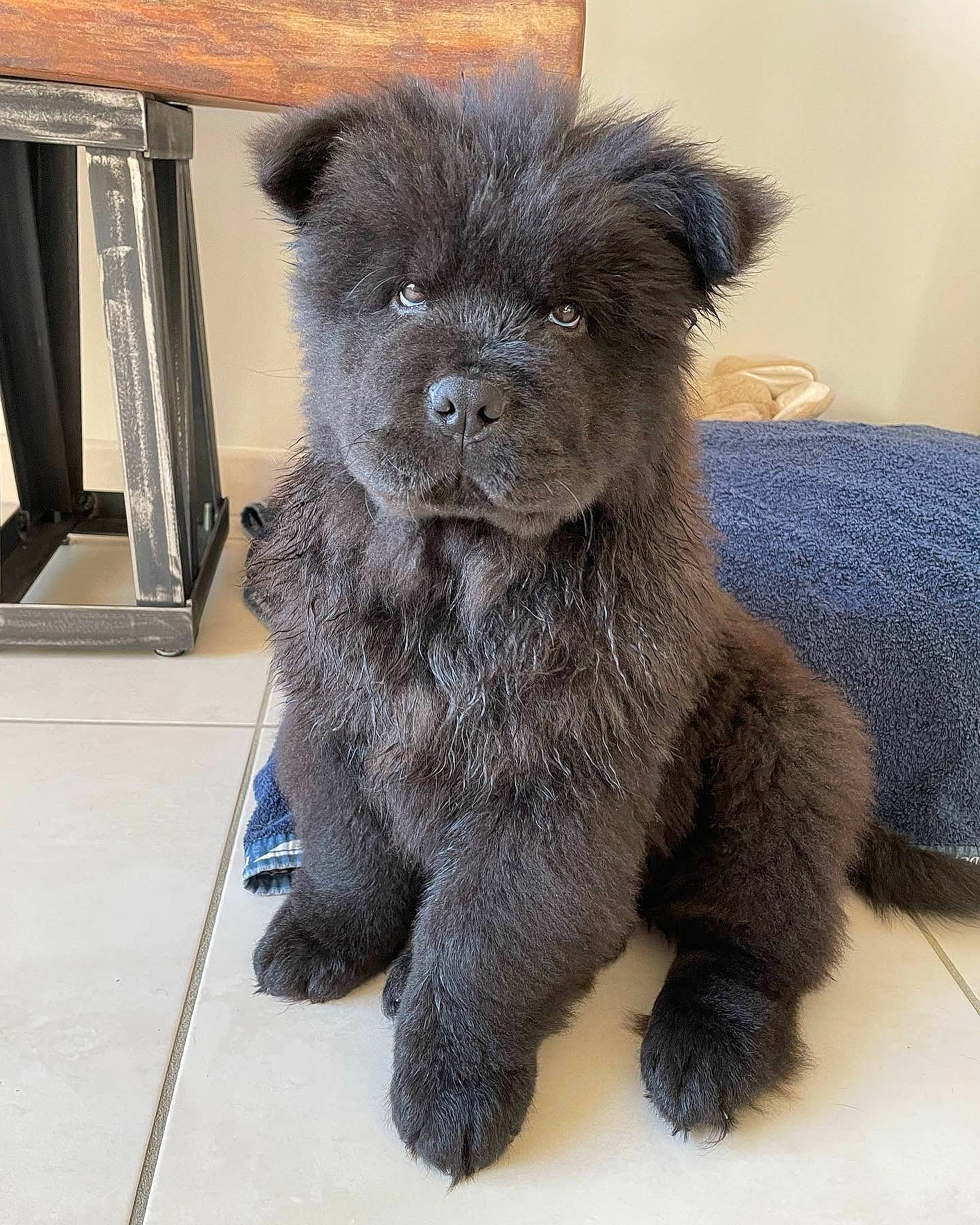 Patho participe au concours pour gagner de l'argent avec cette photo : canidae, carnivore, claw, companion_dog, dog, dog_breed, dog_supply, fawn, fur, liver, non_sporting_group, paw, puppy, snout, sporting_group, tail, terrestrial_animal, toy_dog, working_animal