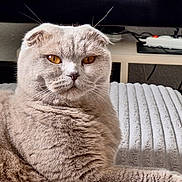 Victoire participe au concours pour gagner de l'argent avec cette photo : cat, scottish_fold, amber_eyes, fluffy, pet, indoor, blanket, white, texture, relaxed, furniture, living_room, power_strip, electronics, table, closeup, portrait, animal, fur, whiskers