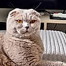cat, scottish_fold, amber_eyes, fluffy, pet, indoor, blanket, white, texture, relaxed, furniture, living_room, power_strip, electronics, table, closeup, portrait, animal, fur, whiskers