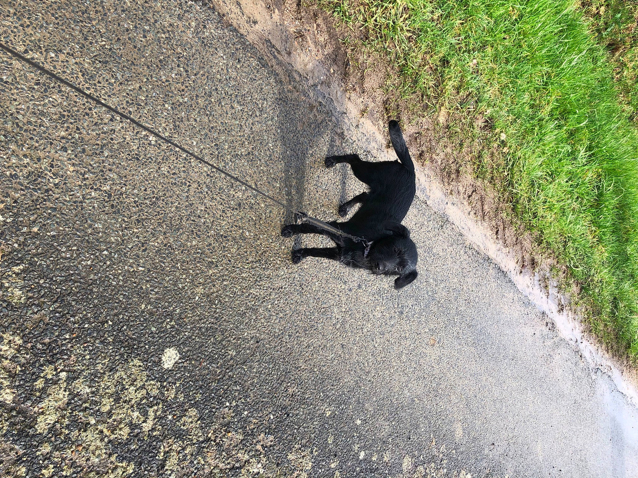 Nala participe au concours pour gagner de l'argent avec cette photo : asphalt, canidae, concrete, grass, human_leg, landscape, plant, road, road_surface, rolling, shadow, sidewalk, soil, sporting_group, street, tail, tar, terrestrial_animal, tints_and_shades, tree