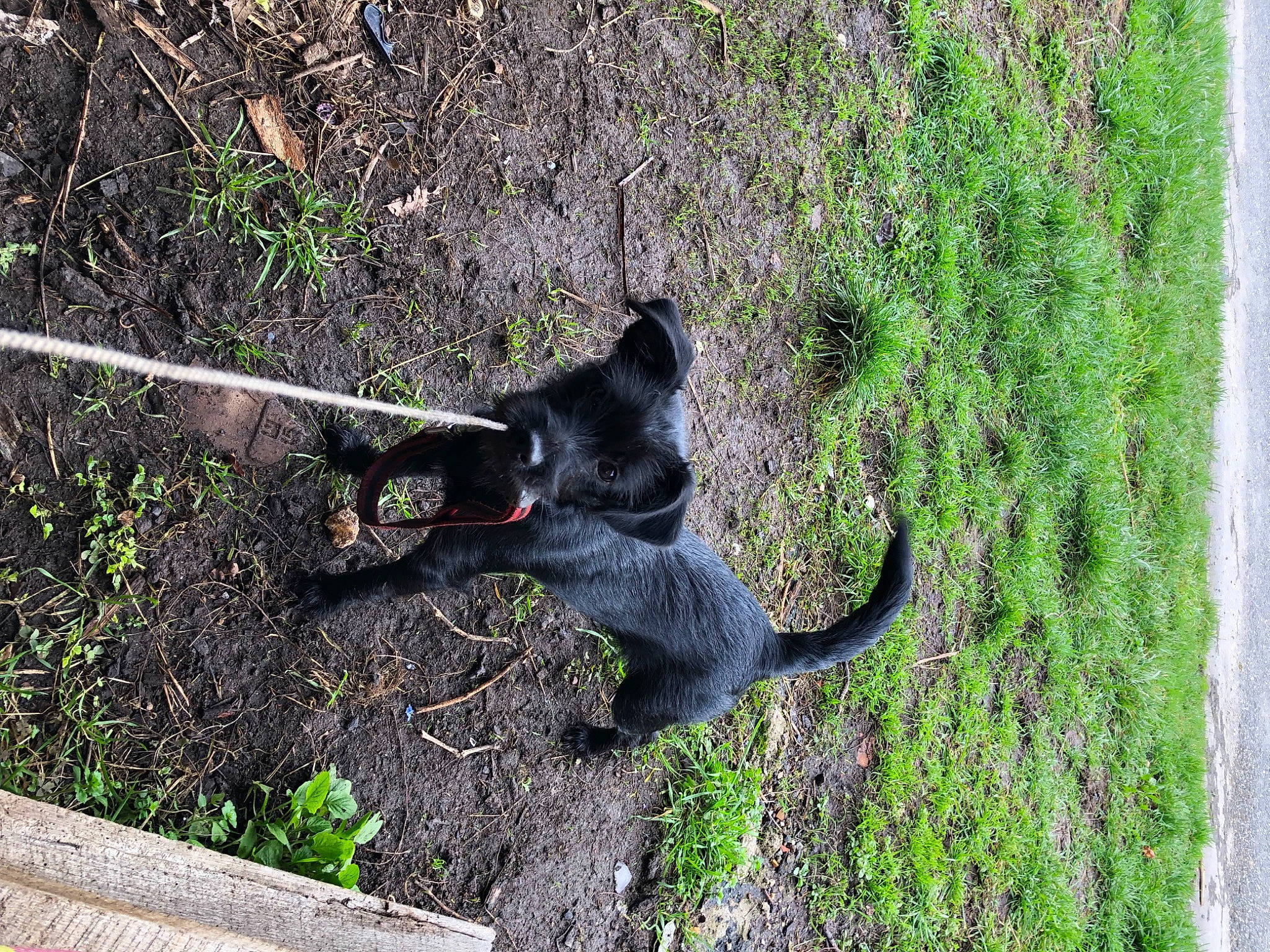 Nala participe au concours pour gagner de l'argent avec cette photo : black_cat, canidae, carnivore, dog_breed, domestic_short_haired_cat, felidae, fur, grass, groundcover, plant, shadow, shrub, soil, sporting_group, tail, terrestrial_animal, tree, trunk, working_animal